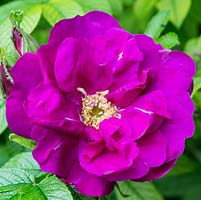 Rosa rugosa 'Roseraie de L ' Hay', arbuste rose