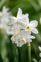 Narcisse 'Silver Chimes', une jonquille blanche crème fleurissant en avril.