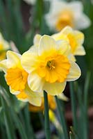 Narcissus jonquilla 'Derringer', une jonquille légèrement parfumée