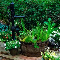 Le demi-tonneau en bois, alimenté par une ancienne pompe en fonte, est planté d'iris aquatiques et d'herbes, sur des terrasses en bois au milieu de pots de pétunia à fleurs blanches et de lobélies.