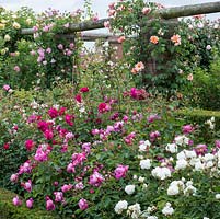 David Austin Roses. Un coin du Long Garden qui contient une collection de roses anciennes ainsi que des roses arbustes modernes et de nombreuses roses anglaises pour prolonger la saison de floraison.