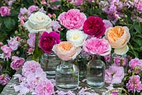 Une nature morte de roses de jardin anglais cueillies et photographiées dans les célèbres roseraies de David Austin.