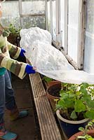 Jardinière dans une serre non chauffée couvrant les pélargoniums avec de la toison horticole avant un gel intense pendant la nuit.
