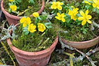 Eranthis hyemalis - Aconite d'hiver, dans des pots en terre cuite avec des brindilles décoratives recouvertes de mousse et de lichen