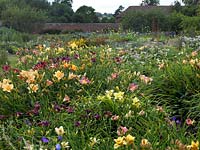 Parterres multicolores d'Hemerocallis avec Geranium vivace, Astrantia et Eryngium, chez le producteur spécialisé Mynd Nursery.