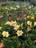 Parterres multicolores de Hemerocallis avec Astrantia vivace, chez le producteur spécialisé Mynd Nursery.