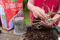 Rempoter une plante d'intérieur d'orchidée - enlever la terre des racines