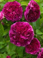 Rosa 'Charles de Mills' - une vieille rose arbustive parfumée Gallica