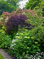 Arbustes avec hortensia, philadelphus, boîte, Cornus kousa et smokebush, Cotinus coggygria Royal Purple.