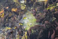 Groupe de jeunes têtards à côté d'une touffe de grenouille.