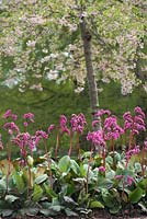 Bergenia 'Bizet' sous Prunus x subhirtella pendula rosea plena. Jardins RHS, Wisley, Surrey