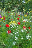 Parterre de fleurs Pictural Meadows - Ammi majus, mauvaises herbes évêques, Papaver rhoeas, Centaurea cyanus, Chrysanthemum segetum, Cosmos