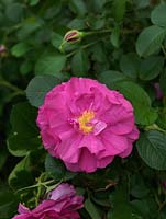 Rosa rugosa 'Roseraie de L ' Hay'