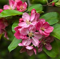 Malus 'Rudolph' - pomme sauvage