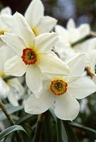 Narcissus actaea à la mi-avril