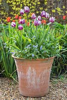 Pot de printemps avec Tulipa 'Rem's Favorite' et Myosotis 'Blue Ball'