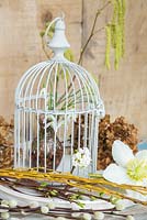 Affichage floral de Galanthus dans une cage à oiseaux, chatons, saules, viburnum, Helleborus niger, saule discolore et têtes d'hortensia séchées