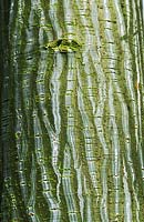Acer capillipes - érable à écorce de serpent.