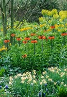 Parterre de printemps avec Fritillaria imperialis, Narcissus, muscari, Euphorbia characias subsp wulfenii à Beth Chatto garden, avril