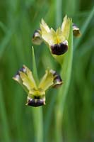 Hermodactylus tuberosus - iris veuve, syn. Iris tuberosa. Fleur noire et verte, mars