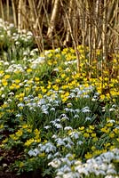 Galanthus nivalis 'Flore Pleno' - Perce-neige et Eranthis hyemalis - Aconite d'hiver. Bulbes naturalisés dans un fond de haie