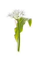 Allium ursinum - Ramsons, ail sauvage