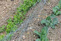 Pois - Pisum sativum, «Kelvedon Wonder» et Chou de printemps - Brassica, «Greyhound» sous filet pour protéger les animaux de compagnie, les lapins et les oiseaux sauvages.