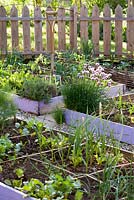 Jardin potager avec bordures végétales en relief au printemps.