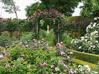 Roseraie arbustive menant à Spring Garden sous voûte en Rosa Falstaff. Vu au-dessus des roses Le compatriote, Marie-Madeleine, Mlle Alice, frère Cadfael, Jaques Cartier.