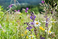 Knautia arvensis - Field Scabious avec des abeilles, Salvia pratensis - Clary Meadow, Leucanthemum vulgare - marguerite, Geranium phaeum in meadow.