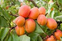 Prunus armeniaca 'Flavorcot' syn 'Bayoto' - Abricots