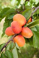 Prunus armeniaca 'Tomcot' - Abricots