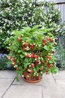 Pot à fraises à trois niveaux planté de fraises