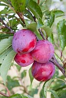 Prunus 'Flavour King'