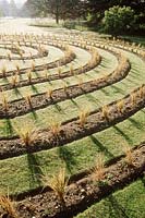 Labyrinthe d'herbe nouvellement planté - oryzopsis lessoniana. Jardins botaniques de l'université de Cambridge