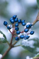 Viburnum tinus gwenllian, gros plan de baies bleues noires avec de la neige, décembre