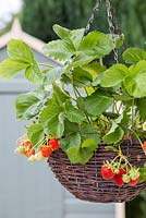 Panier suspendu aux fraises avec une abondance de fruits prêts à être cueillis