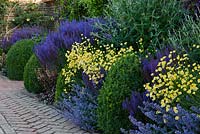 Petit parterre de fleurs herbacées avec Anthemis tinctoria 'Sauce Hollandaise', Salvia nemorosa 'Ostfriesland', Nepata faassenii 'Walker's Low'