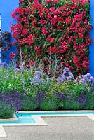 Des bougainvilliers brillants contrastent avec un mur peint en bleu - Noble Caledonia: Spirit of the Eegean. RHS Hampton Court Palace Flower Show 2015