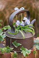 Planté dans une vieille bouilloire en cuivre, Ipheion 'Rolf Fiedler', fleur de printemps, un bulbe à fleurs de printemps avec des feuilles qui, écrasées, sentent l'oignon.