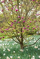 Tulipe noire Magnolia 'Jurmag1'