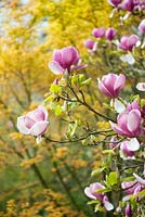 Magnolia soulangeana 'Lennei' - soucoupe magnolia