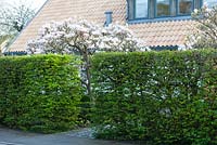 Carpinus betulus et Magnolia - Jardin privé, Malmö, Suède