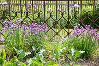 Allium schoenoprasum - Ciboulette à côté d'une ancienne clôture de jardin en fonte