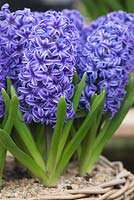 Hyacinthus orientalis 'Blue Jacket' - Jacinthe hollandaise