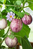 Solanum melongena, 'pinstripe', Aubergine de serre