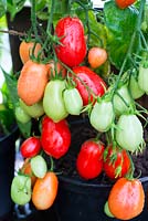 Solanum lycopersicum, fruits de type prune, 'Rio Grande' - Tomate de serre