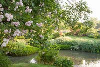 Rosa Noisette Blush surplombant l'étang dans le jardin de campagne d'été. Galerie Bradness, East Sussex. Propriétaires: Artistes Michael Cruickshank et Emma Burnett