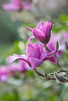 Ressort Magnolia 'Vulcan'