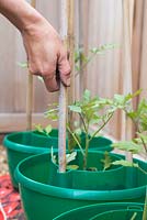 Insertion de cannes de jardin dans les halos végétaux pour un soutien croissant